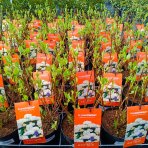 Hortenzia metlinatá (Hydrangea paniculata) ´LITTLE HOTTIE´ - výška 15-25 cm, kont. C3L